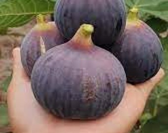 Japan Kurume  Kuromitsu  fig > Ficus carica sp. Kuromitsu  > 15 fresh seeds for planting