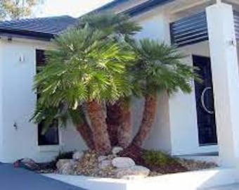 【希少・耐寒性】ウチワヤシ（Chamaerops humilis） 楽天市場】【現品・現物】【耐寒性ヤシ 椰子】チャメロプス