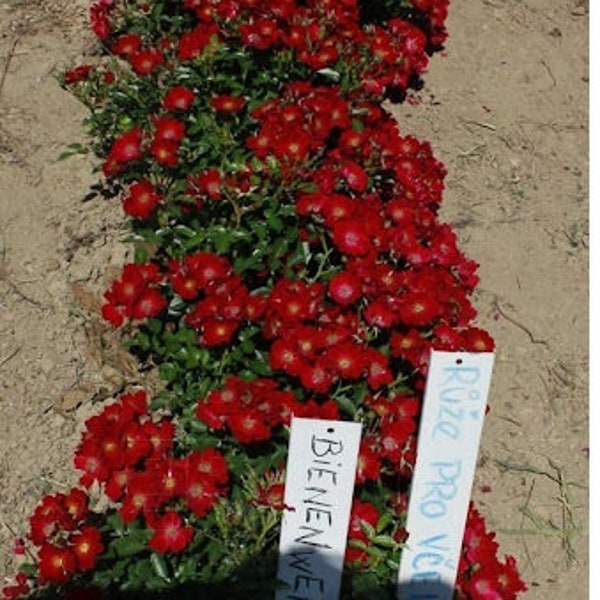 Compact Rose 'Bienenweide ® Rot' / 5 frische Samen