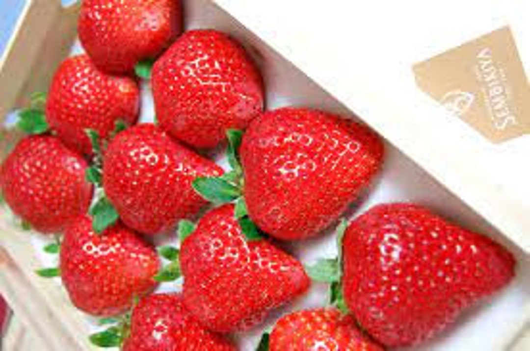 Künstliche Erdbeeren Dekoration – 20 Stück, Ca. 6 Cm, Aus PVC, Für Heim & Party-Deko