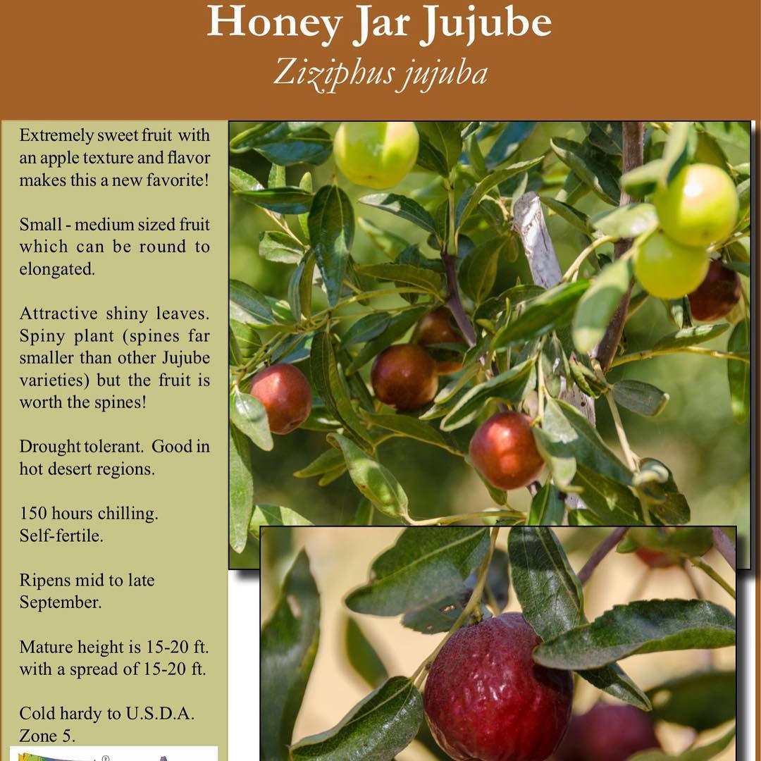 Honey Jar Jujube Tree / Ziziphus Jujube Cult. Honey Jar / 5 Etsy