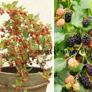 May include: Two potted mulberry trees, one with red berries and the other with black berries. The trees are in brown pots with rope accents. The text "rarest of nature etsy" is visible on the image.