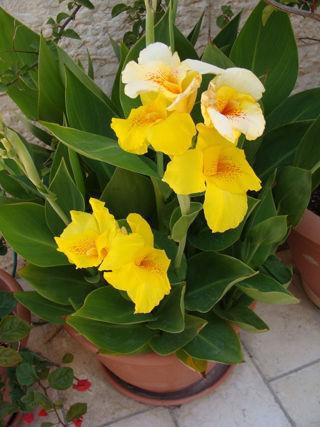 Dwarf and beautiful Canna Cannova Yellow - 5 fresh seeds /pack