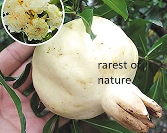 ザクロ（punica granatum）日本産白三四郎 > 植え付けと栽培用の新鮮な