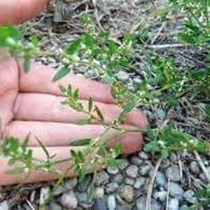 Knotgrass Herb Polygonum aviculare L 3 rhizomes live roots for propagation, planting and growing image 1