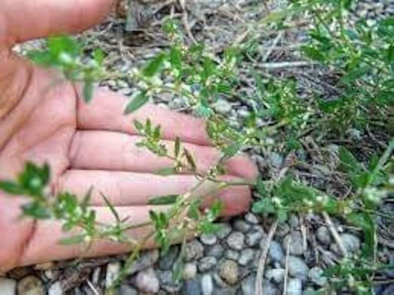 Knotgrass Herb Polygonum aviculare L 3 rhizomes live roots for propagation, planting and growing image 1