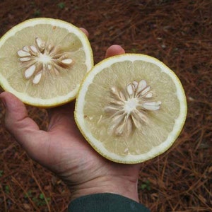 Frost hardy Ichang lemon ,syn. fragrant ball Citrus cavaleriei C. maxima 5 fresh seeds image 2