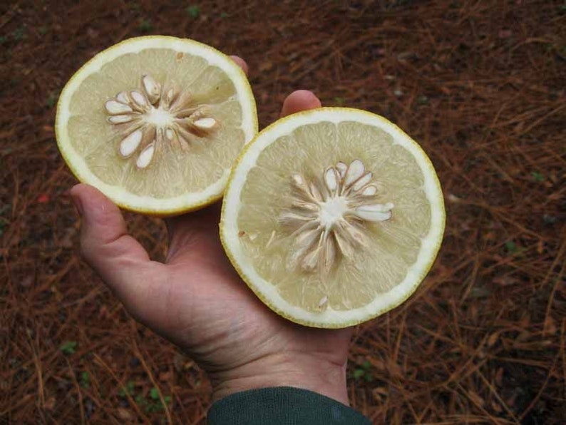 Frost hardy Ichang lemon ,syn. fragrant ball Citrus cavaleriei C. maxima 5 fresh seeds image 2