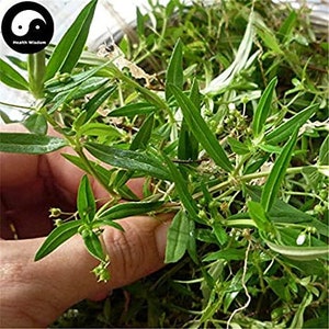 Peut inclure: Gros plan sur un bouquet d'herbes vertes et feuillues. Les herbes sont disposées en tas et ont un aspect frais et vibrant.