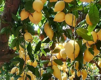 Sfusato Amalfitano Zitronen &gt; 5 frische Samen für den Anbau Ihrer eigenen Obstbäume
