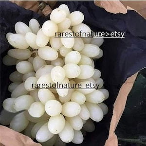 Puede incluir: Un racimo de uvas blancas, con un aspecto pálido, casi translúcido. Las uvas están dispuestas en un racimo, con algunas de las uvas superpuestas. Las uvas están en una bolsa de papel marrón, con un fondo negro. El texto "rarestofnature>etsy" es visible en la imagen.