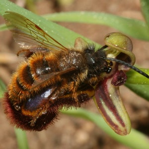 World most rare and Unusual orchids Ophrys Speculum bee mimicking terrestrial orchid 1 flowering size BULB image 5