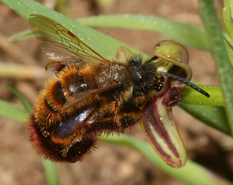 World most rare and Unusual orchids Ophrys Speculum bee mimicking terrestrial orchid 1 flowering size BULB image 5