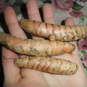 Peut inclure: Trois doigts de racine de curcuma, à la peau brun clair et à la teinte légèrement orangée, sont tenus dans une main. Les racines sont noueuses et ont une texture légèrement rugueuse.