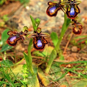 World most rare and Unusual orchids Ophrys Speculum bee mimicking terrestrial orchid 1 flowering size BULB image 3