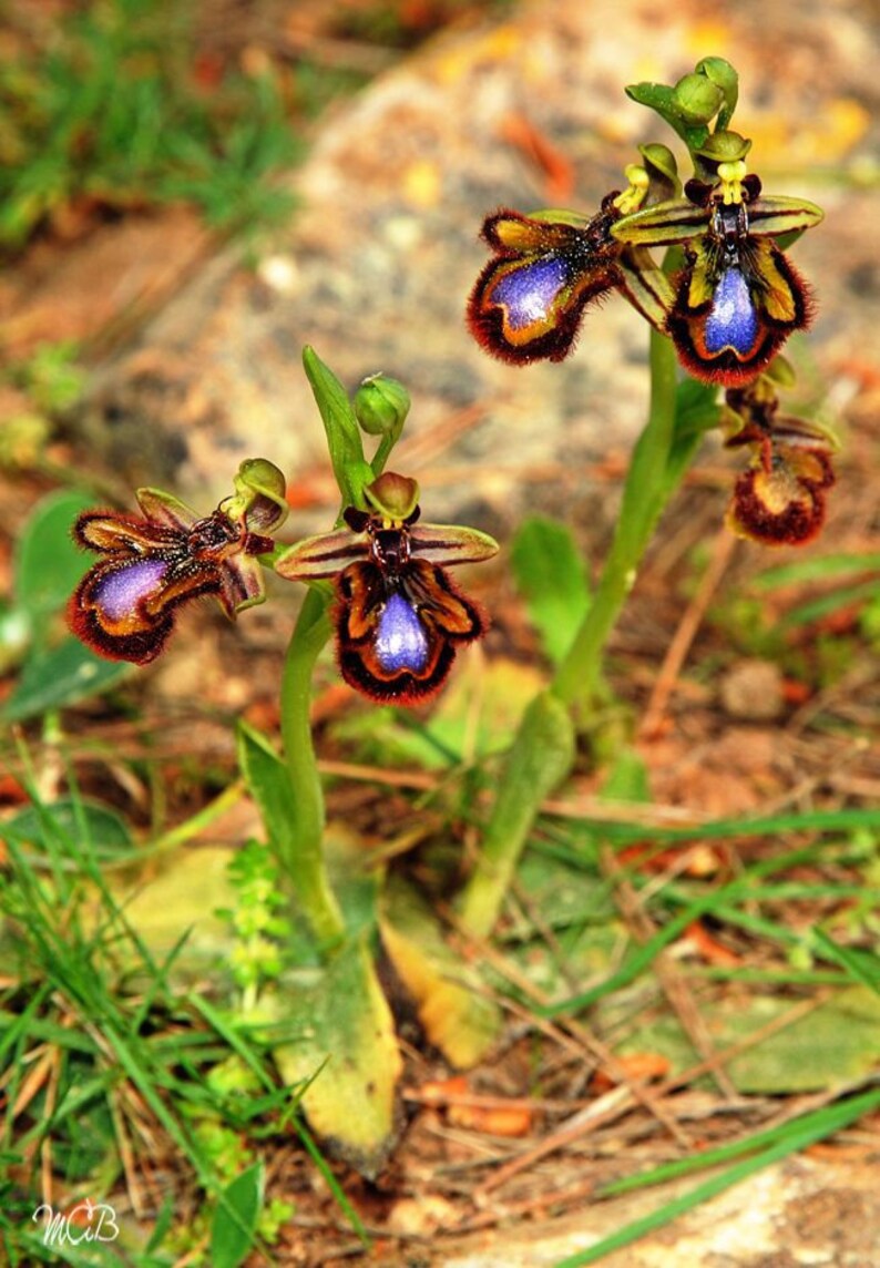 World most rare and Unusual orchids Ophrys Speculum bee mimicking terrestrial orchid 1 flowering size BULB image 3