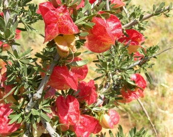 Nymania capensis - Chinese Lantern Tree, Little Karoo, Klapperbos  -2 fresh seeds for sowing.