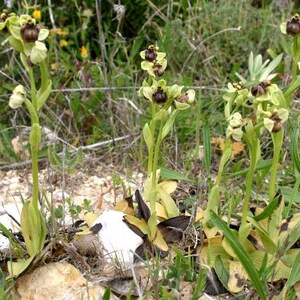 Ophrys bombyliflora Bumblebee terrestrial orchid 100 fresh , germination tested seeds image 3
