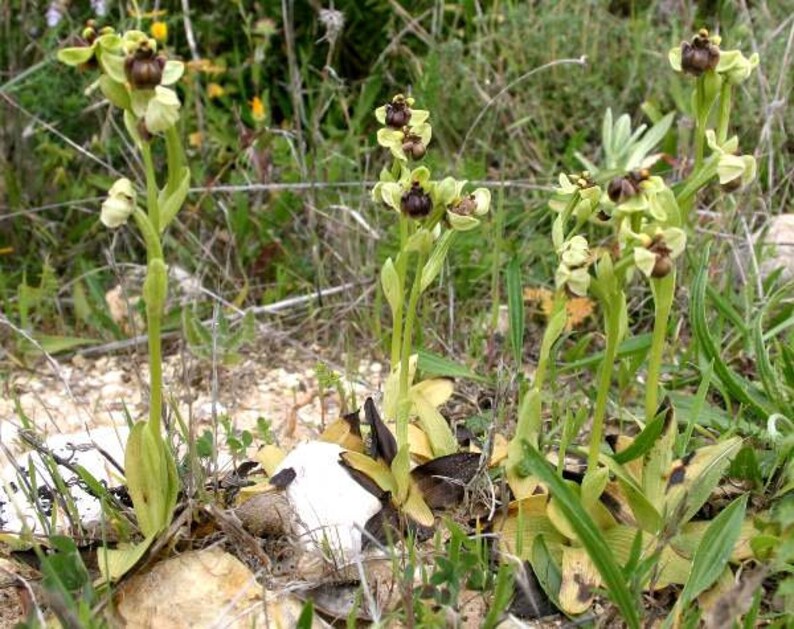 Ophrys bombyliflora Bumblebee terrestrial orchid 100 fresh , germination tested seeds image 3