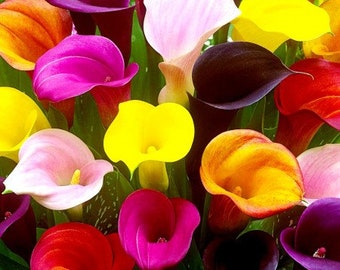 Zantedeschia - CalLa Mix  colours > 10 seeds per pack