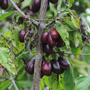 Cornus mas var Jolico, con el mayor contenido de azúcar, ¡1 planta de un año con raíces en maceta!