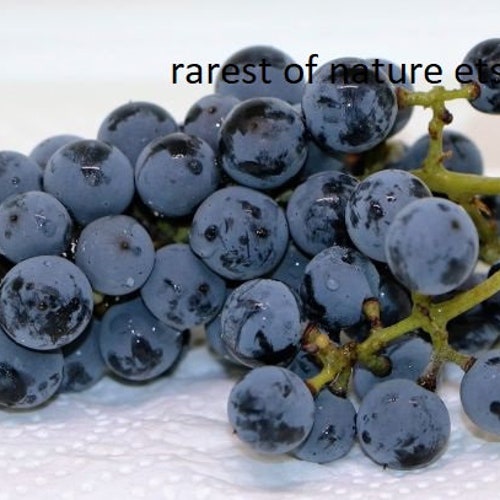 Native Transylvania Rosca  grapes > top  best grapes of Europe > 3 fresh  cuttings