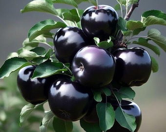 Maçã Exquisita BLACK DIAMOND > 2 estacas frescas para enraizamento ou enxertia