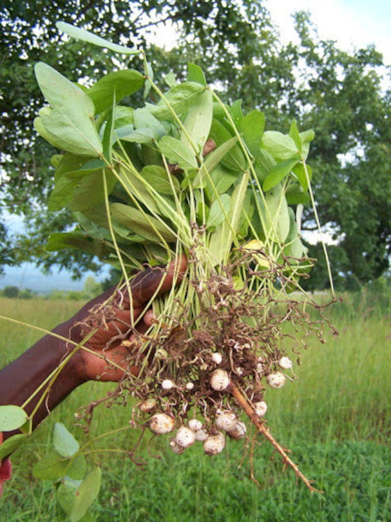 Vigna subterranea African Bambara Bean lost crops of Etsy