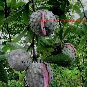 Annona diversifolia Ilama fruit 2 fresh seeds for planting image 2