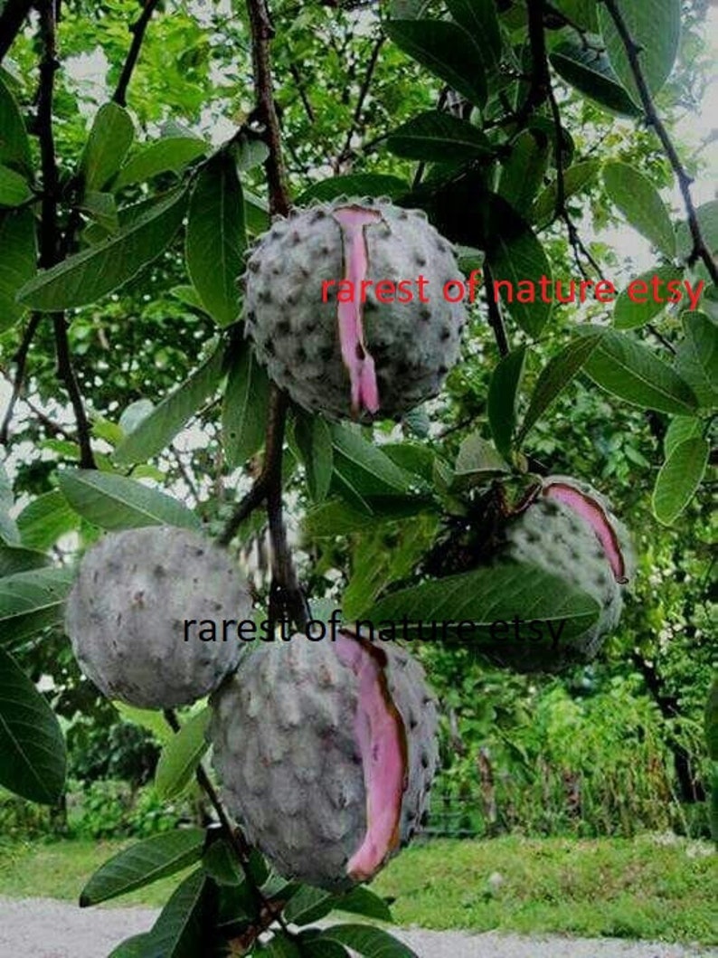 Annona diversifolia Ilama fruit 2 fresh seeds for planting image 2