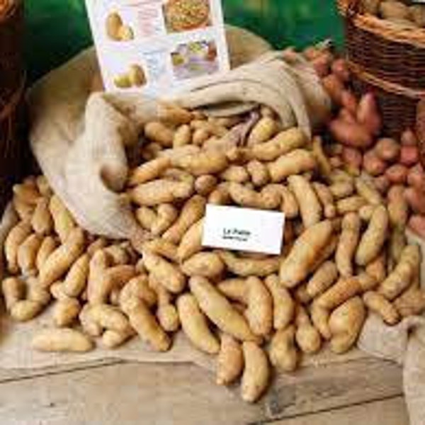 Weltbeste Degustation Kartoffel/ La ratte französische authentische uralte Sorte / 5 kleine Zwiebeln zum Pflanzen