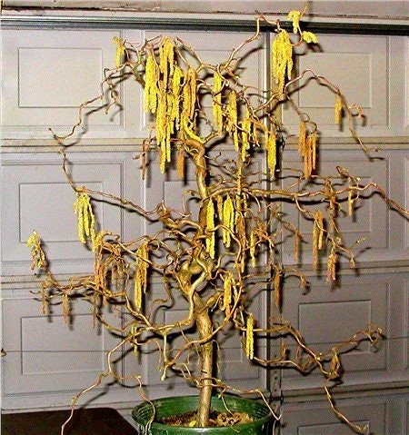 Corylus Avellana Contorta - Special Corkscrew Hazel , Edible and Ornamental  > 3 Fresh Cuttings for Rooting - Etsy Norway