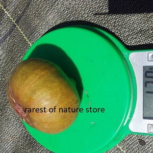 Ficus Carica Cerreto fig 15 fresh seeds image 5