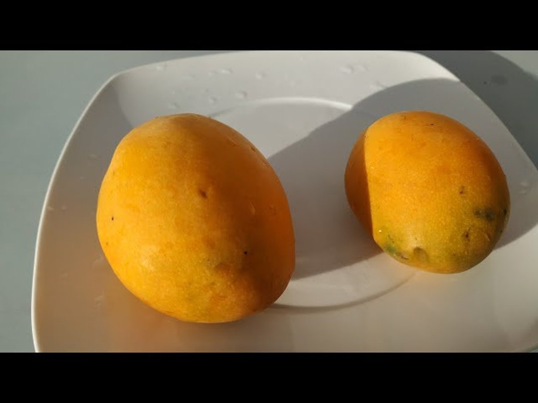 Canarius Hardy Mango GOMERA Mango 1 Very Fresh Seed for Planting and