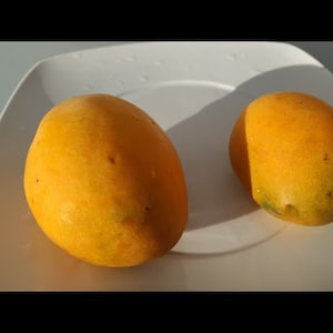 Canarius Hardy Mango > GOMERA mango > 1 zeer vers zaadje voor het planten en kweken van uw eigen vruchtboom