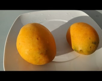 Canarius Hardy Mango > Mangue GOMERA > 1 graine très fraîche pour planter et faire pousser votre propre arbre fruitier