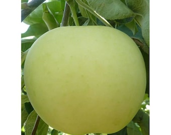 Manzana de principios de verano Papirovka . Manzana papirovka. 10 semillas HQ frescas para plantar