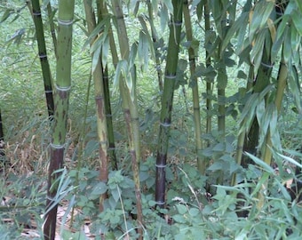 Zone 6 Schwarzflecken-Vivax > Phyllostachys vivax Basinigra > spektakulärer Bambus > 1 lebendes Rhizom etwa 2,5 Jahre alt