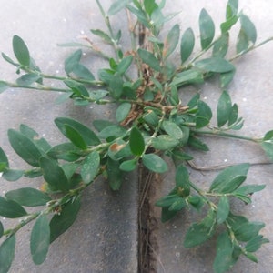 Knotgrass Herb Polygonum aviculare L 3 rhizomes live roots for propagation, planting and growing image 2