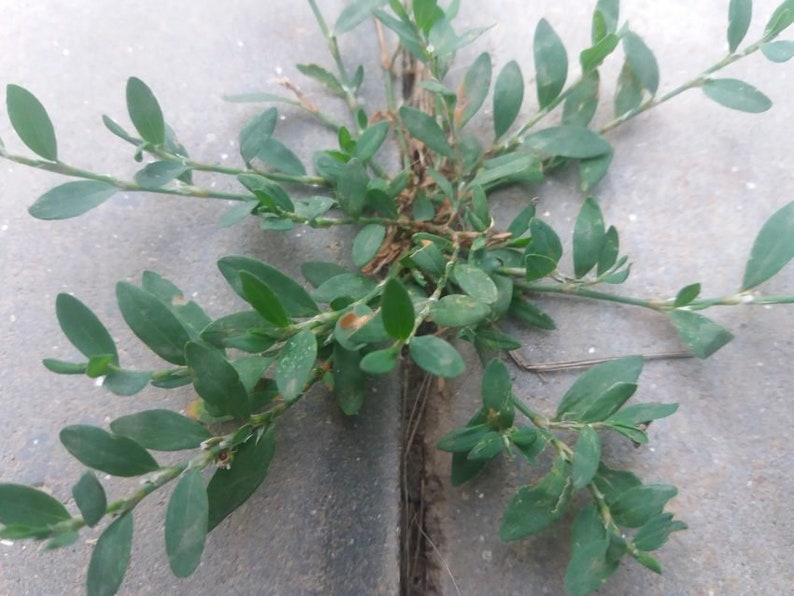 Knotgrass Herb Polygonum aviculare L 3 rhizomes live roots for propagation, planting and growing image 2