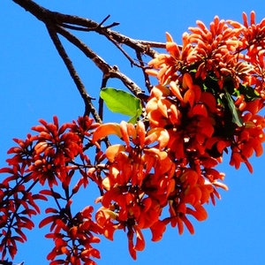 Weeping Brazilian coral tree Erythrina falcata 3 fresh seeds with sowing instructions image 3