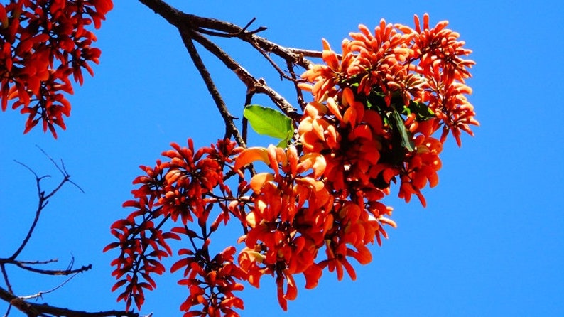 Weeping Brazilian coral tree Erythrina falcata 3 fresh seeds with sowing instructions image 3