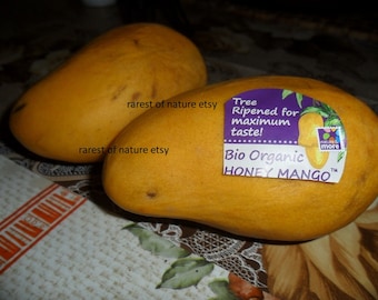 Yellow Honey Alphonso Mango - sweetest mango > 1 XL fresh seed