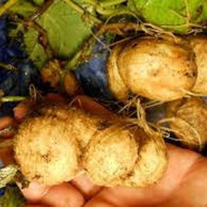 以下が含まれることがあります： 茶色の根と緑の葉を持つ、大きく白い塊状のヤムイモ2つのクローズアップ