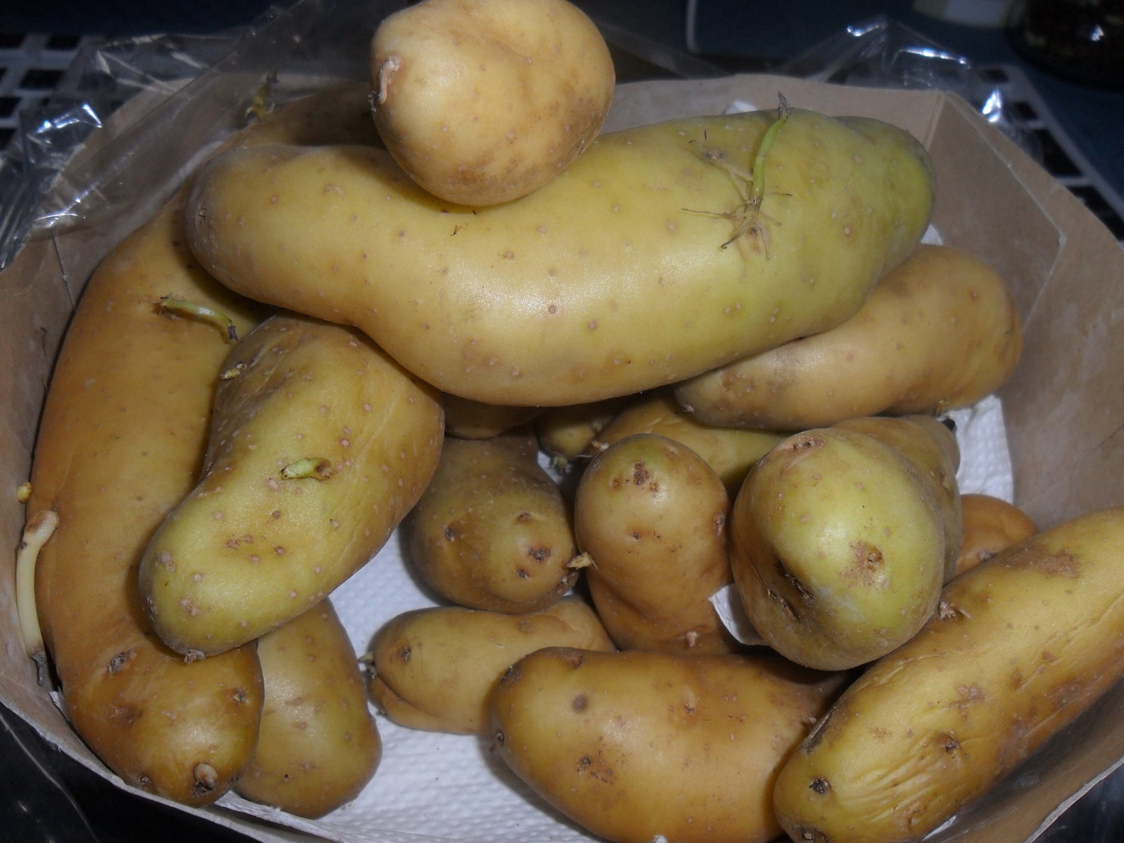 World Best Tasting Potato/ La Ratte French Authentic Ancient Variety / 5 Small Bulbs for