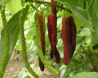 Pakistan Purple Long  * Mulberry  - genuine variety - 15 fresh seeds