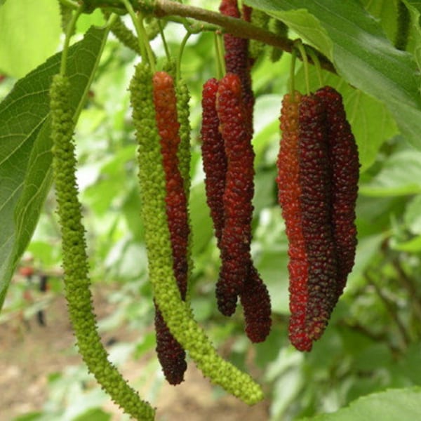 Pakistan Purple Long  * Mulberry  - genuine variety - 15 fresh seeds