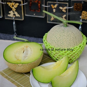 Peut inclure: Deux melons cantaloups entiers et trois tranches de cantaloup sur une assiette blanche. Les melons entiers sont verts et beiges avec un motif en filet. Les tranches sont vert clair et ont une peau beige. Les melons sont sur un tapis en bambou.
