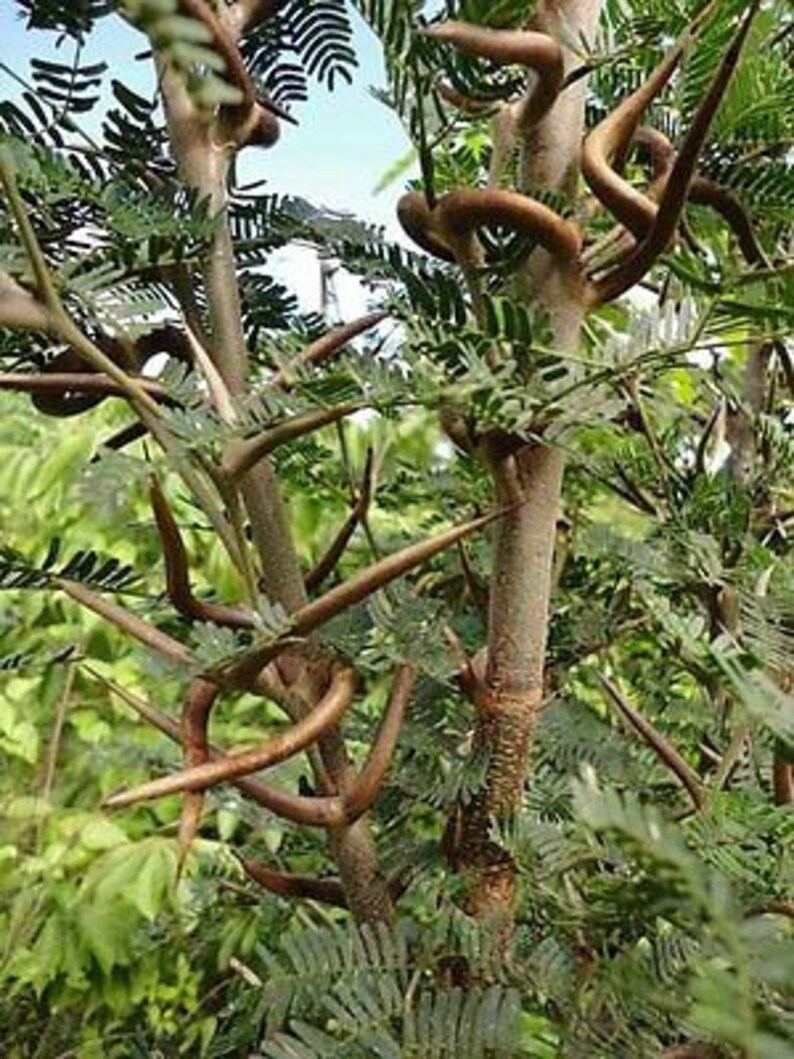 Acacia Cornigera Bullhorn Acacia 5 semillas para siembra Etsy España