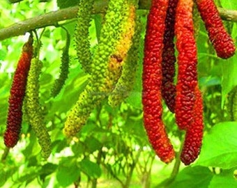 Morus sp. Himalayan Red Long Maulbeere* 10 frische Samen